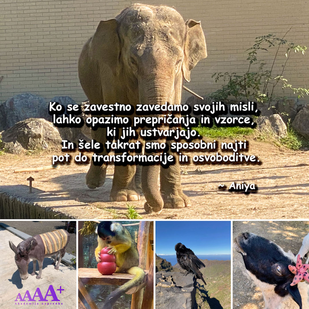 Akademija napredka